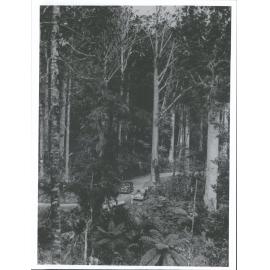 Duke of Gloucesters Car Passing through on his visit to the Waipoua forest