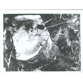 "The Kauri down the chain saw goes to work to cut into 4 Flitches. Frances Weck's Bush."