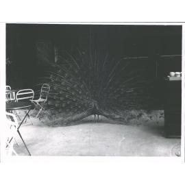 Peacock at Glenfalloch