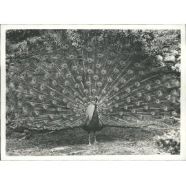 Glenfalloch peacock