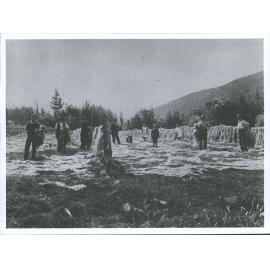 Drying Flax
