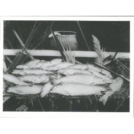 "The last take of the season 20 Trout - 71 lbs Winchester N.Z. 16 April 1895