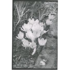 Crocus