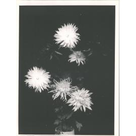 Chrysanthemum