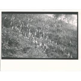 Foxgloves