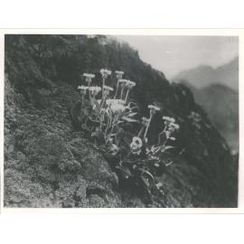 Olearia Munroi from AWATERE VALLEY