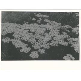 Mountain asters photographed at Arthurs Pass