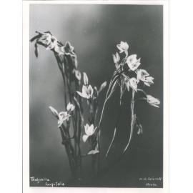 Thelymitra longifolia