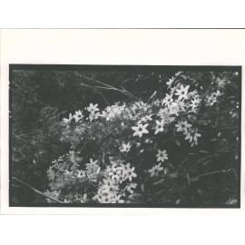 Clematis Indivisa - Puawawanga