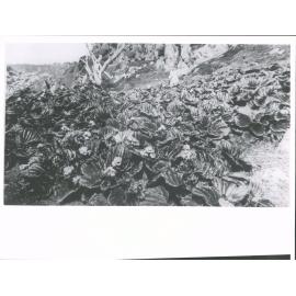 (Myosotidium nobile)