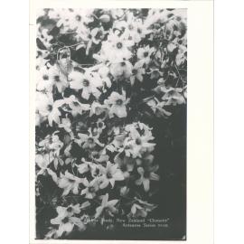 Flower Study, New Zealand "Clematis"