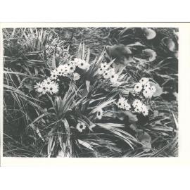 Franz Josef Mountain Flora on Alec's Knob 4-288 (Franz Josef Glacier Region) Ranunculus Lyalli, Senesio Georgoneroides, Celmisia