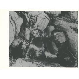 Franz Josef Glacier NZ Alps Ranunculus Godleyanus