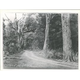 Black Birch   "Scenes in the Southern Alps:  Chch & Hokitika Rd (1875)