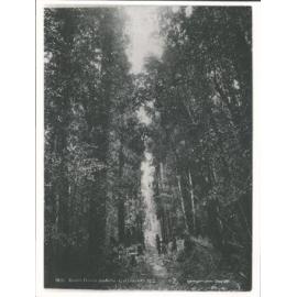 Fox Glacier, Bush Track, Weheka & Gillespies