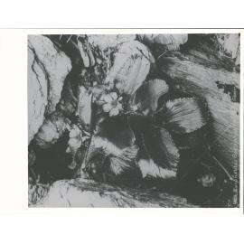 Ranunculus Godleyanus