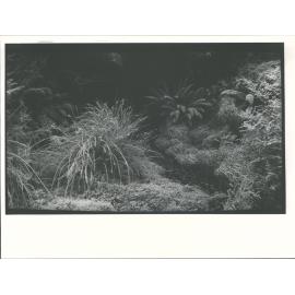 [Dunedin-Leith Valley] WHD 154