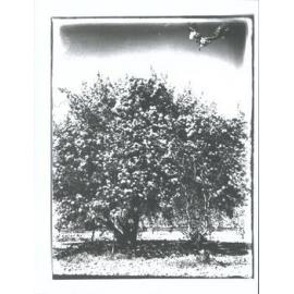 Cherry trees, Roxburgh