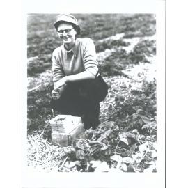 Strawberry picking Roxburgh