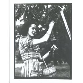 Miss Bennetts cherry picking, Roxburgh