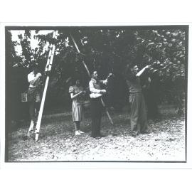 Cherry trees, Roxburgh