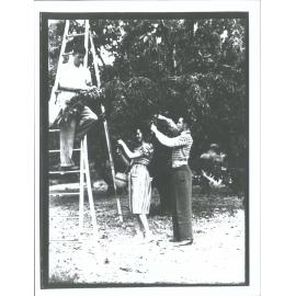 Cherry picking, Miss Bennetts Roxburgh