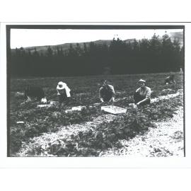 Strawberry picking Roxburgh