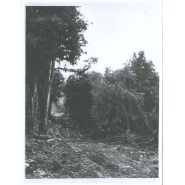 Forming Haast Road, 23 miles up [from Settlement]