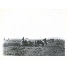 Harvesting at Heenan's