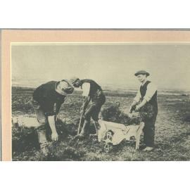 Operations in Hanmer Nursery