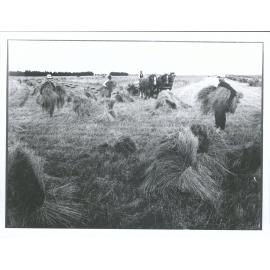 Harvesting al "Mayfield"  l to r  Alex Fleming, James Watson, William Watson, William Thompson