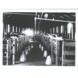 Milking shed at Mr Thomas Watson's property "The Mains"