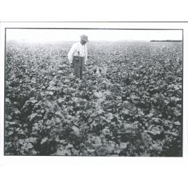 Mr William Watson's farm Mr James Watson with (chou moillier crop?)