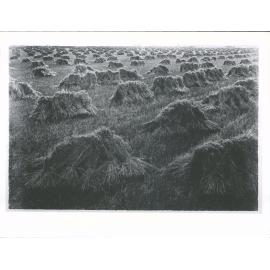 Harvesting at 'Mayfield'