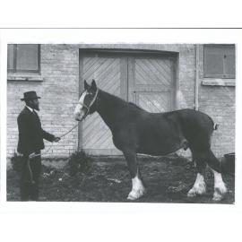 Mayfield [Mr Wm Watson] 'The Pioneer Clydesdale Gelding "Harry" now 17 years old, May 1901'