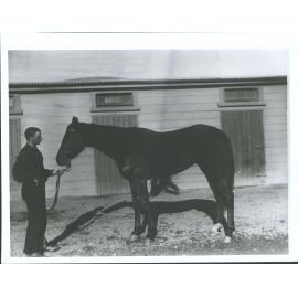The Hon. G. McLean's Race Horse [La Prince]