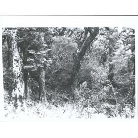 At top of zig-zag-DNFC trip