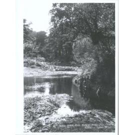 Black Birch, Hutt Valley, Wellington, N.Z.