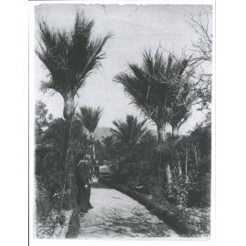 Nikau Palms