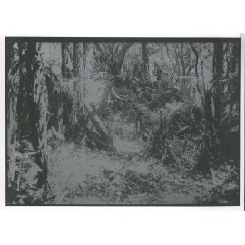 No I old hut back view. The forked tree is on the roof