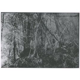 [Trees cut down by Capt Cook?]