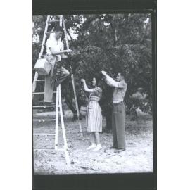 AGRICULTURE Cherry picking at Roxburgh 1939