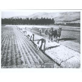 New Zealand Forest Service Nursery - Lining-out seedling pines