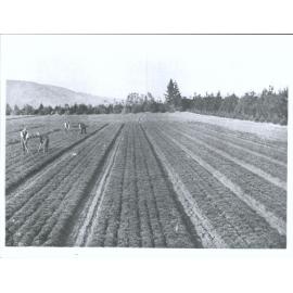 New Zealand Forest Service Nursery - Two year old seed beds