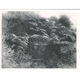 Fern-Tree Study, Taranaki
