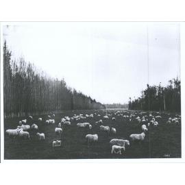 Romneys at Weraroa Experimental Farm, North Island, New Zealand
