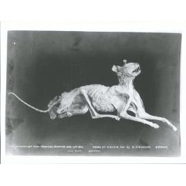 The mummified cat from Tarawera eruption