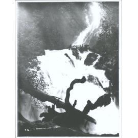 Forest Fall, Lake Te Anau