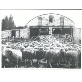 Teviot Station Woolshed - Drafted sheep ready for the shearers