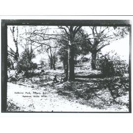 Ashberry Park, Timaru, N.Z.